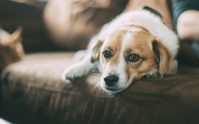 Coussins pour chien hypoallergénique : garantir un sommeil paisible pour votre animal