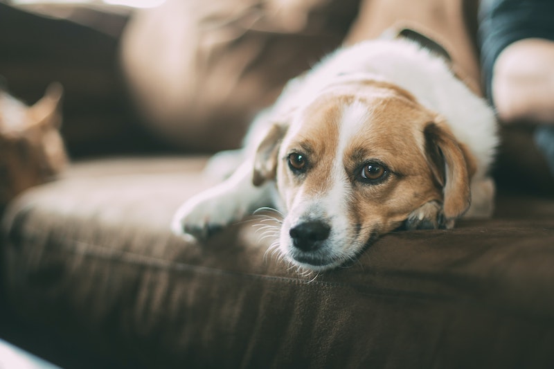 Coussins pour chien hypoallergénique : garantir un sommeil paisible pour votre animal