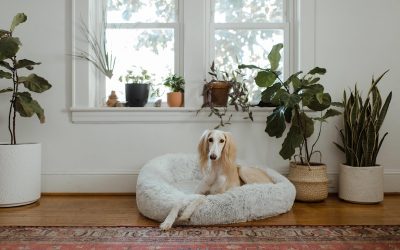 Choisir un coussin pour chien en fonction de la saison : ce qu’il faut savoir