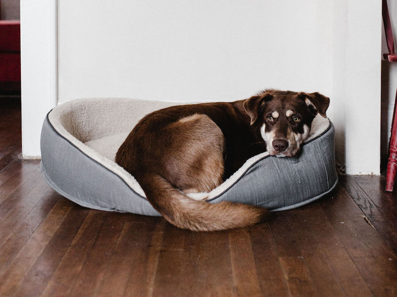 Comment choisir la taille idéale pour un coussin pour chien : guide étape par étape ?